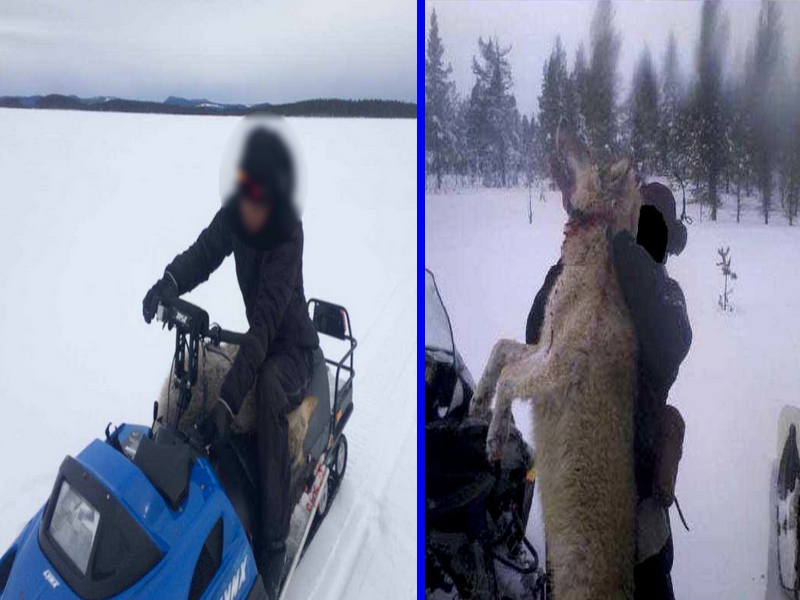 Åtal för Jaktbrott - varg dödad vid Amungen i Rättvik